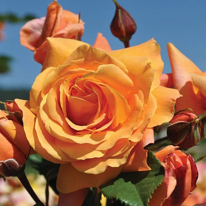 Quick Silver — Select Roses